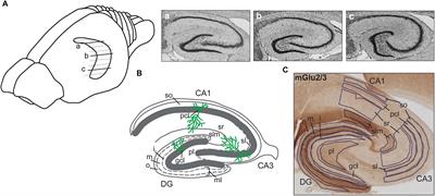 Distinct Time-Course of Alterations of Groups I and II Metabotropic Glutamate Receptor and GABAergic Receptor Expression Along the Dorsoventral Hippocampal Axis in an Animal Model of Psychosis